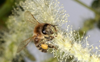 Honigbiene auf dem Blütenstand einer Edelkastanie